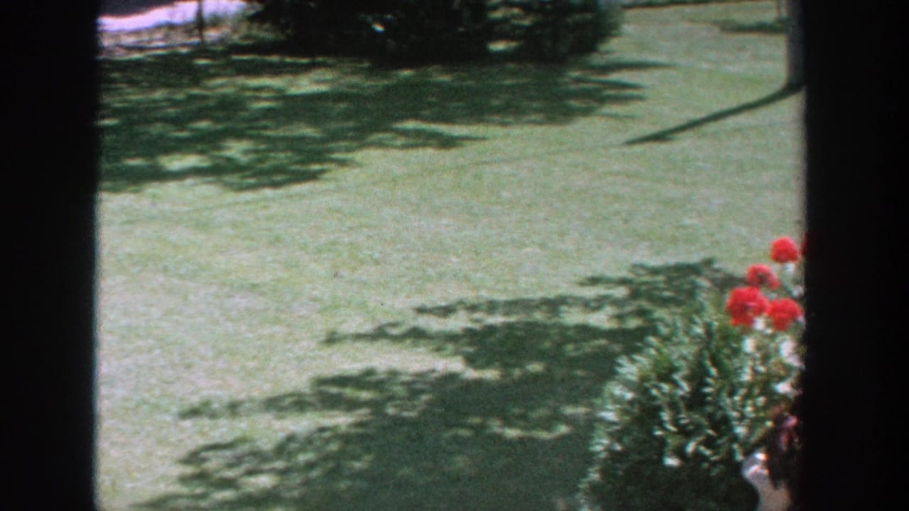 Green lawn with tree shadows, red flowers, shrubs, and dark vertical frame bars.