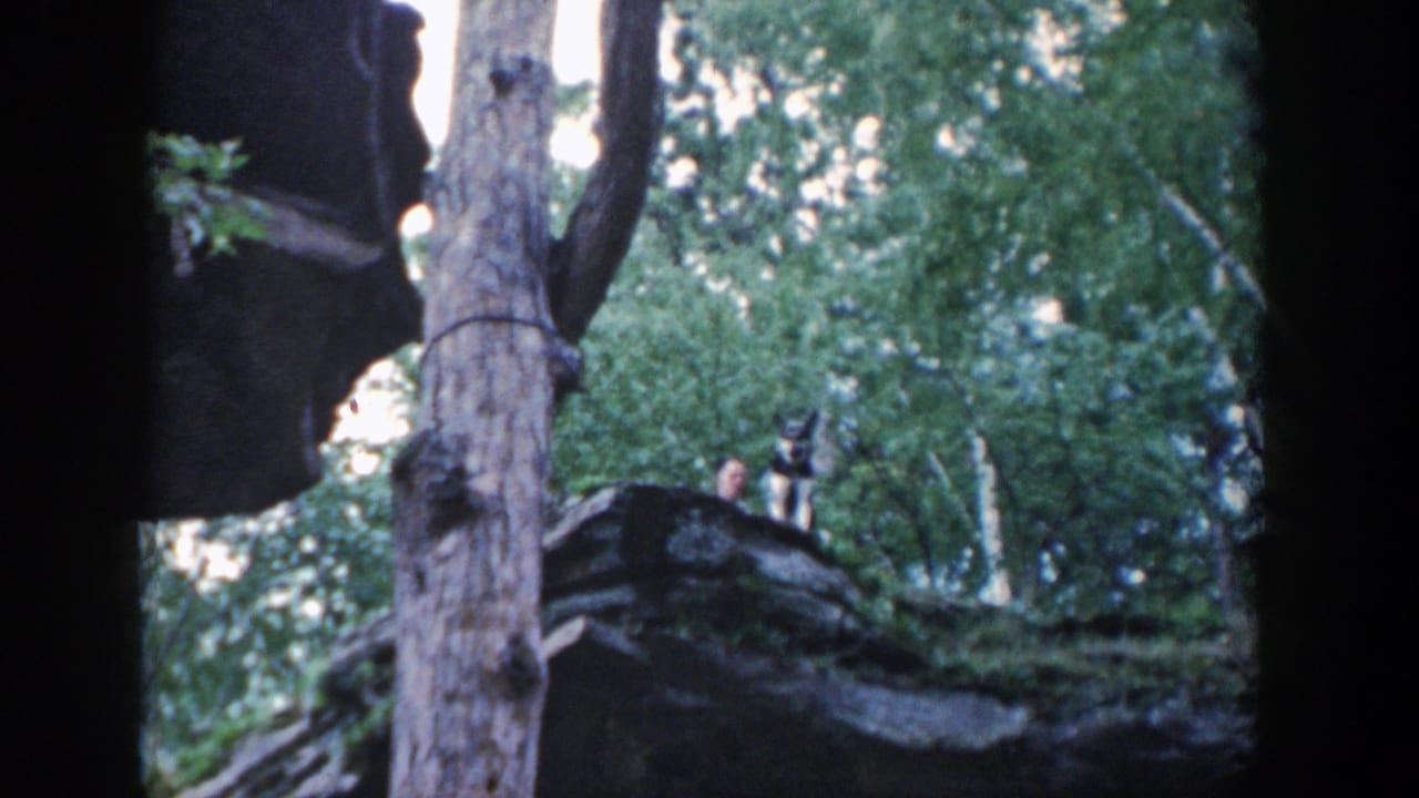 Dog atop rocks beside a distant person in a wooded setting.