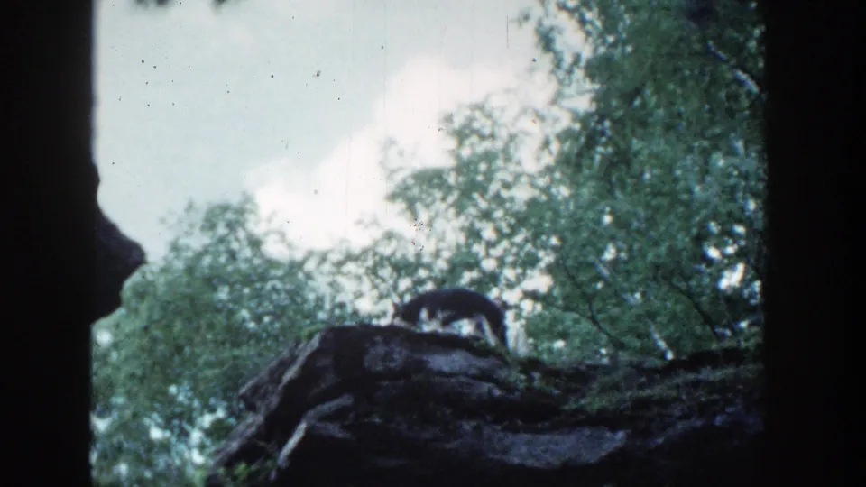 Black-and-white dog lowers its head on a rocky wooded ridge in the 1964 Wisconsin home-movie footage.