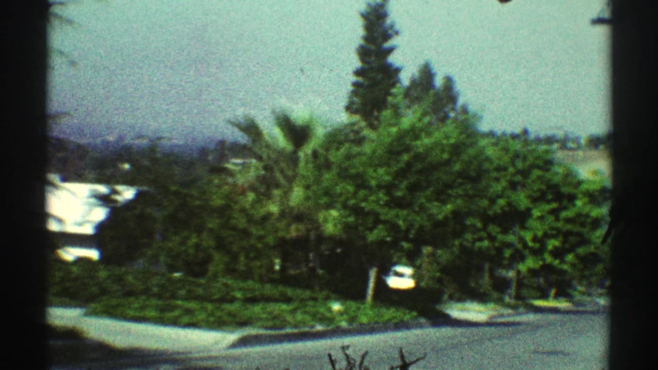 Curving residential street bordered by dense green trees, palms, and a low roofline.