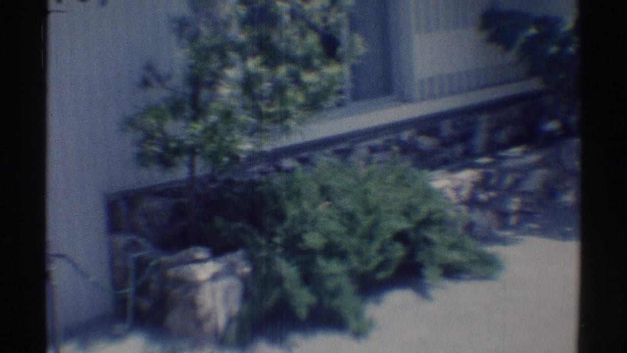 Sunlit house frontage with plants, stone wall, and driveway edge.