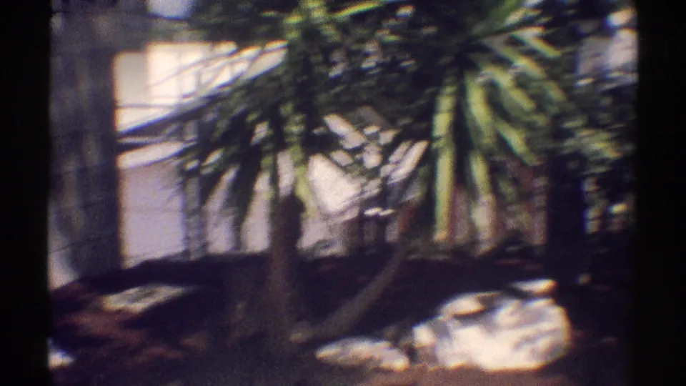 Soft 8mm frame of a shaded Woodland Hills patio area with a palm-like plant, block wall, and scattered sunlit ground details.