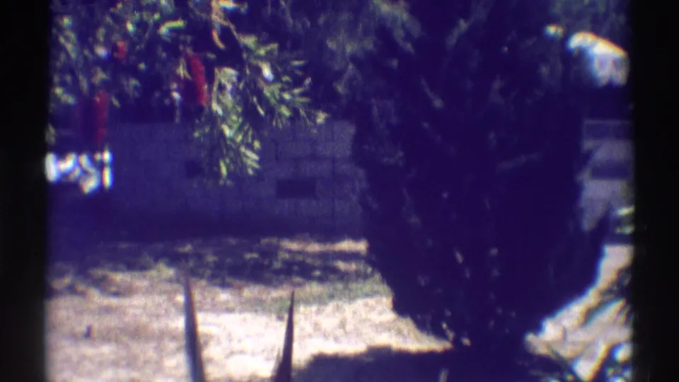 1969 Woodland Hills yard view with a block wall, shrubs, dry ground, bright highlights, and a partial vehicle-like shape at right.