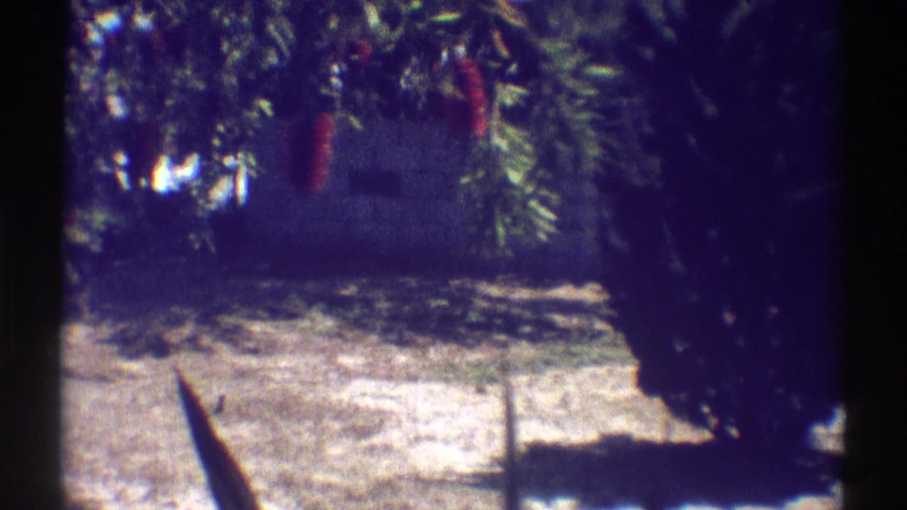 Sunlit dirt ground beneath trees with foliage and dark vertical film bars.
