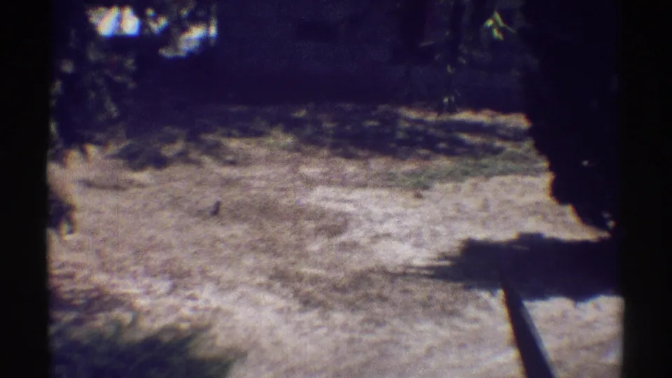 Woodland Hills garden frame showing a bright dirt clearing, tree shade, and dark foliage at the edges, recorded on 8mm film in 1969.