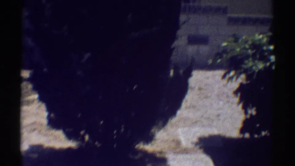 1969 Woodland Hills garden detail with a large shaded shrub, pale dirt path, leafy branches, and visible 8mm grain and exposure variation.