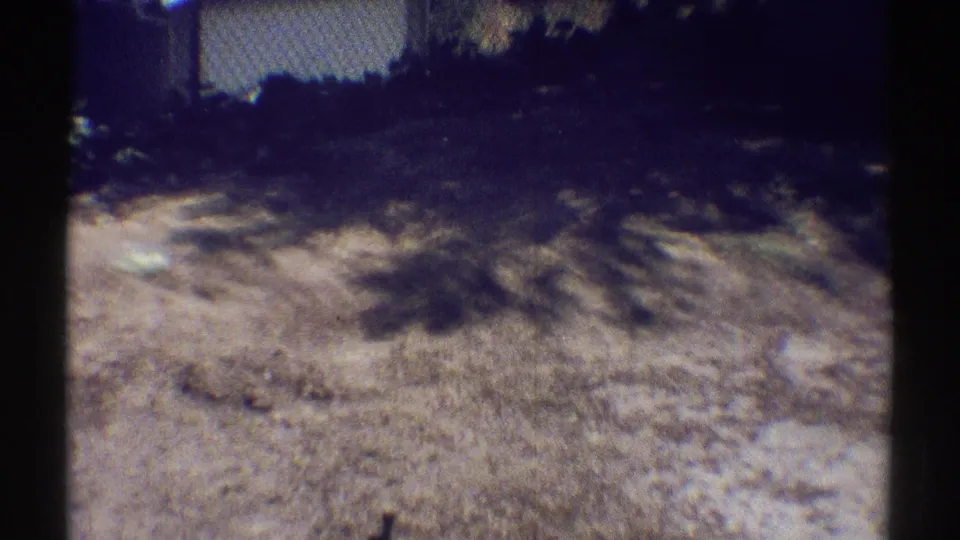 Woodland Hills residential yard frame with dry ground, low bushes, shadowed plants and a pale wall behind them.