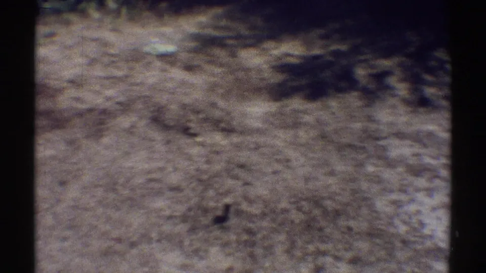Late frame of the 1969 Woodland Hills yard showing open dry ground, shrubs, strong shadows and aged 8mm color shift.