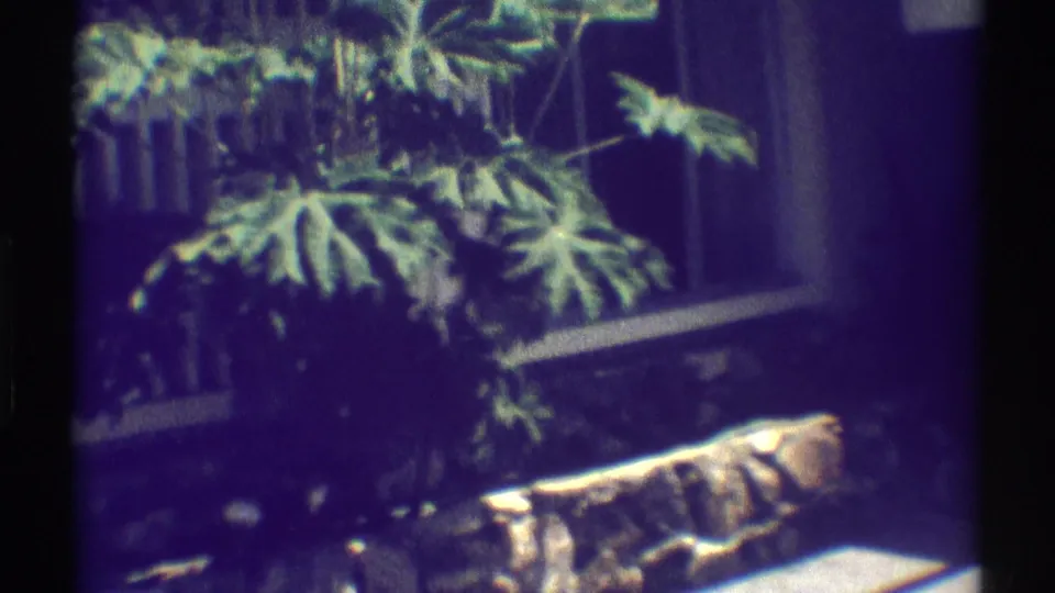 Woodland Hills yard detail with leafy plants, a stone retaining wall, and portions of the house exterior in 1969 8mm footage.