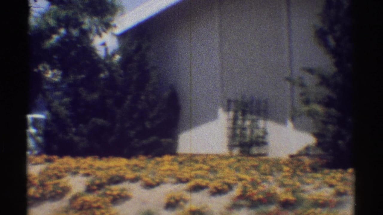 White stucco home wall behind yellow flowers, shrubs, and a dark tree trunk.