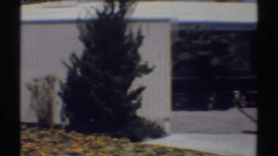 Woodland Hills residential yard showing evergreen planting, stucco wall, yellow flowers, and paved driveway edge.