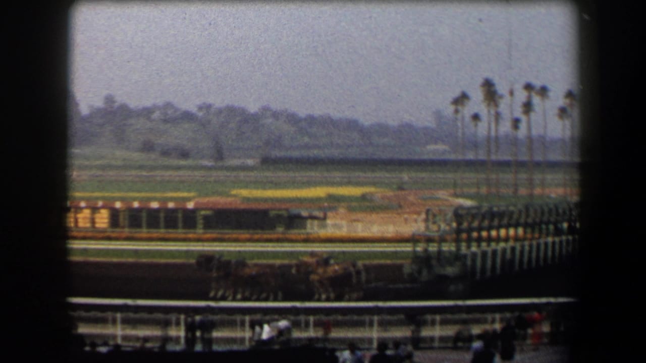 Horses move past a starting gate on a palm-lined racetrack.