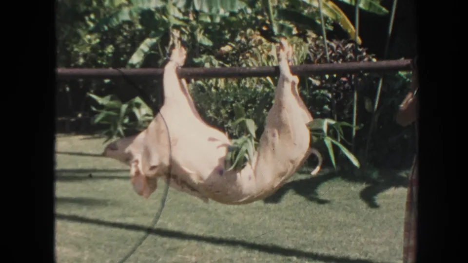 Close 1961 Hawaii home-movie view of a large hanging animal carcass suspended from a pole in a tropical garden area.