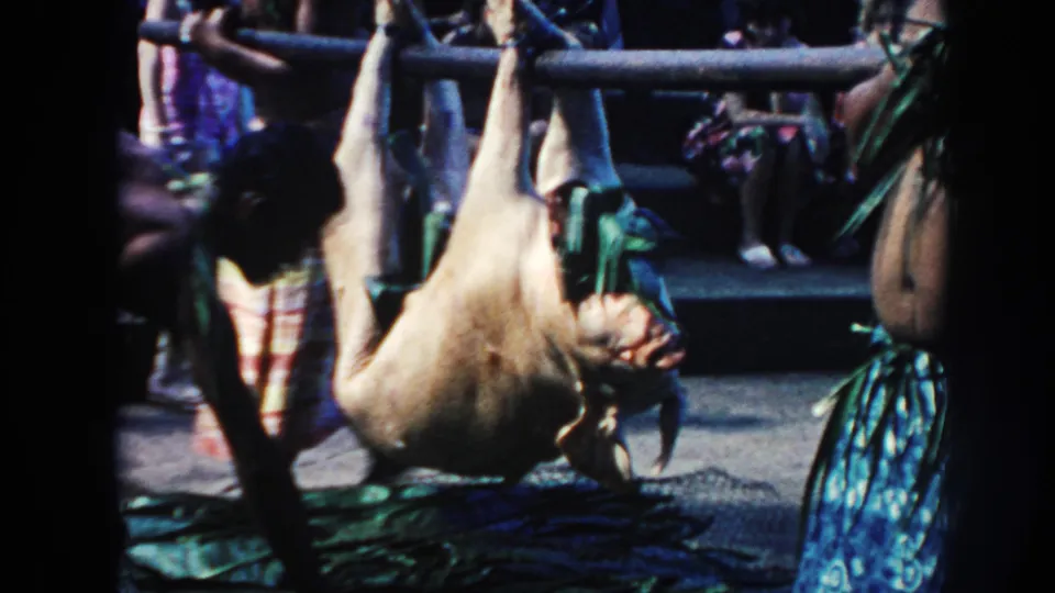 1961 Hawaii 8mm frame showing a suspended pig near green leaves, a wooden pole, and people gathered around the roast preparation.