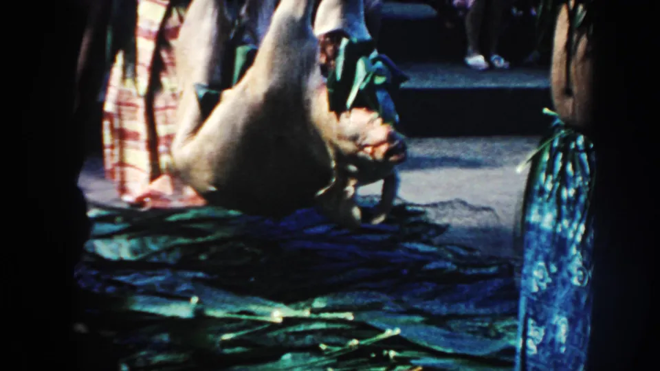 1961 Hawaii home-movie frame focusing on a pig suspended from a pole beside green leaves and nearby ceremony participants.