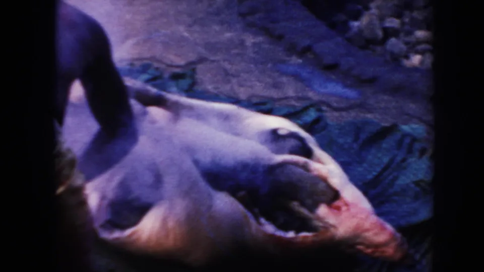 1961 Hawaii 8mm frame with a partially visible man beside a large animal carcass on bare outdoor ground.