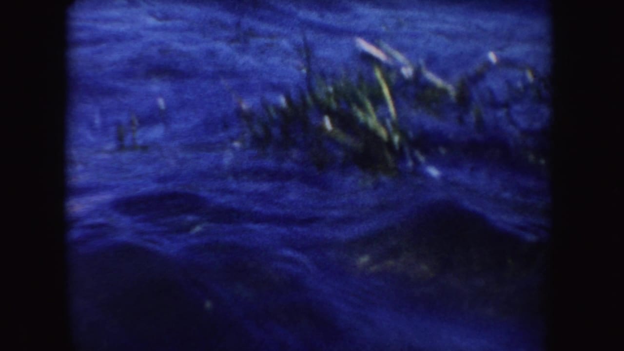 Dark lake water with floating reeds or weeds near the surface.