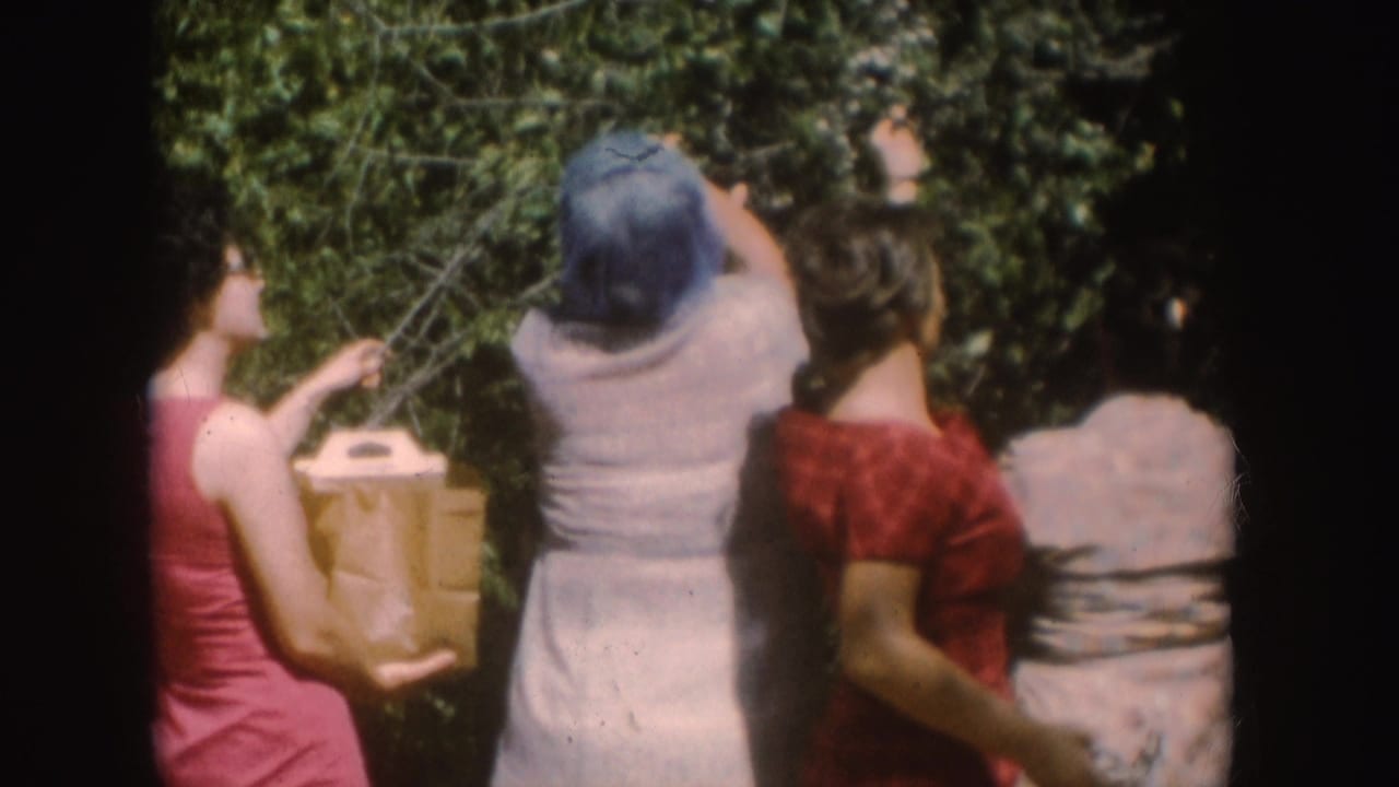 Four women stand by a tall green bush, one holding a paper bag while others reach into the foliage.