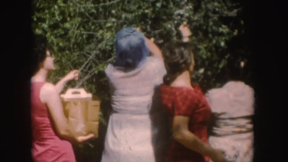 In supported 1954 South Dakota home-movie footage, four women in dresses gather around a tall bush with a handled paper bag.