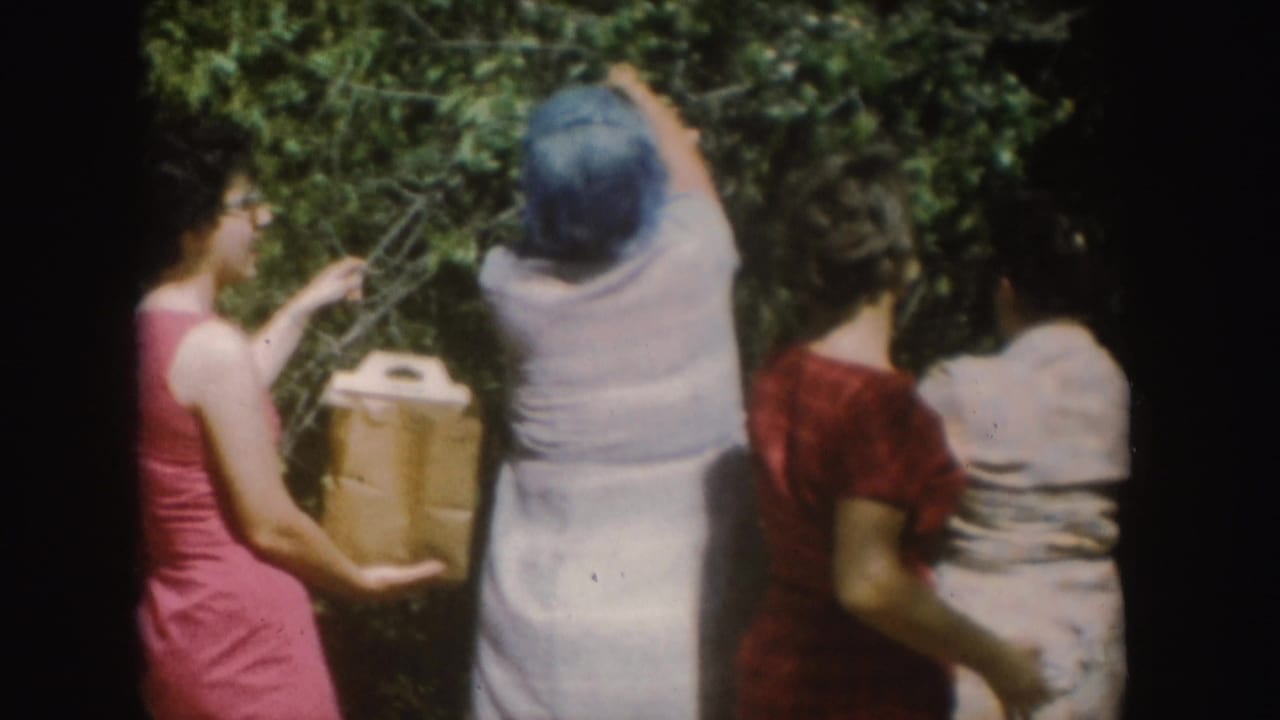 A close 8mm view shows women in South Dakota reaching into dense foliage during an apparent fruit or nut picking activity.