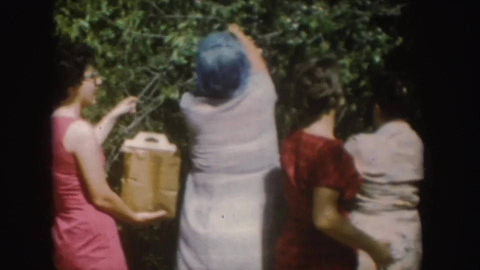 A close 8mm view shows women in South Dakota reaching into dense foliage during an apparent fruit or nut picking activity.