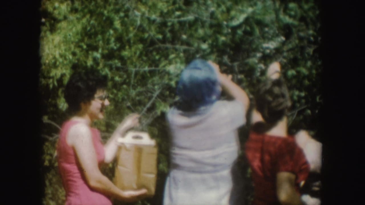 Women in summer clothing reach into a leafy tree while one holds a paper bag.