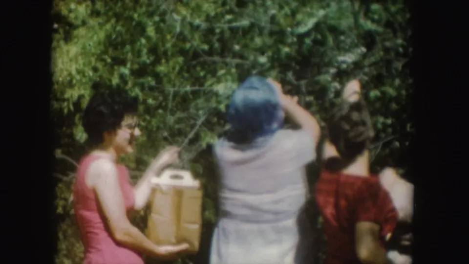 In South Dakota 1954 home-movie footage, women in bright summer dresses gather fruit from a leafy tree, with one holding a paper bag.