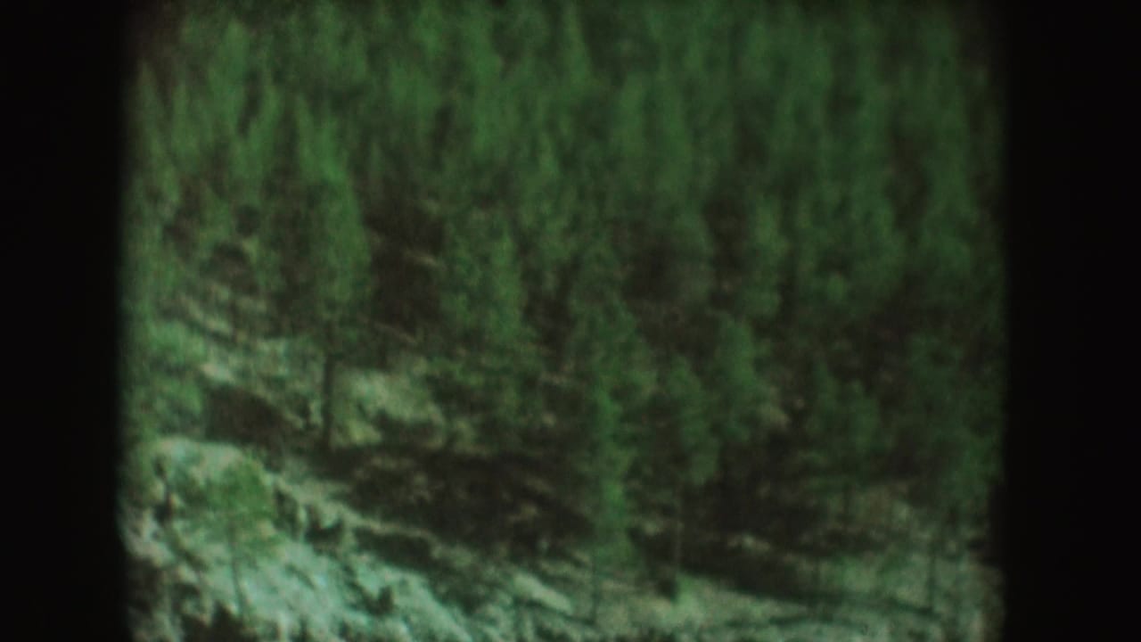 1954 South Dakota home-movie frame showing dense evergreens on a rocky slope, with soft focus and green-shifted 8mm color.