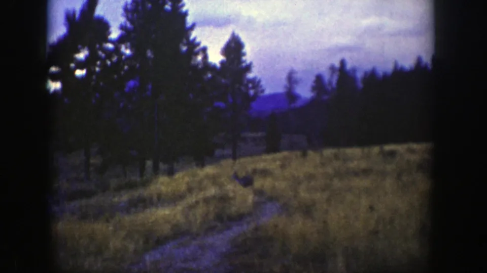 1939 Wyoming 8mm frame of a tree-lined meadow, narrow path, and distant hills under a dim evening sky.