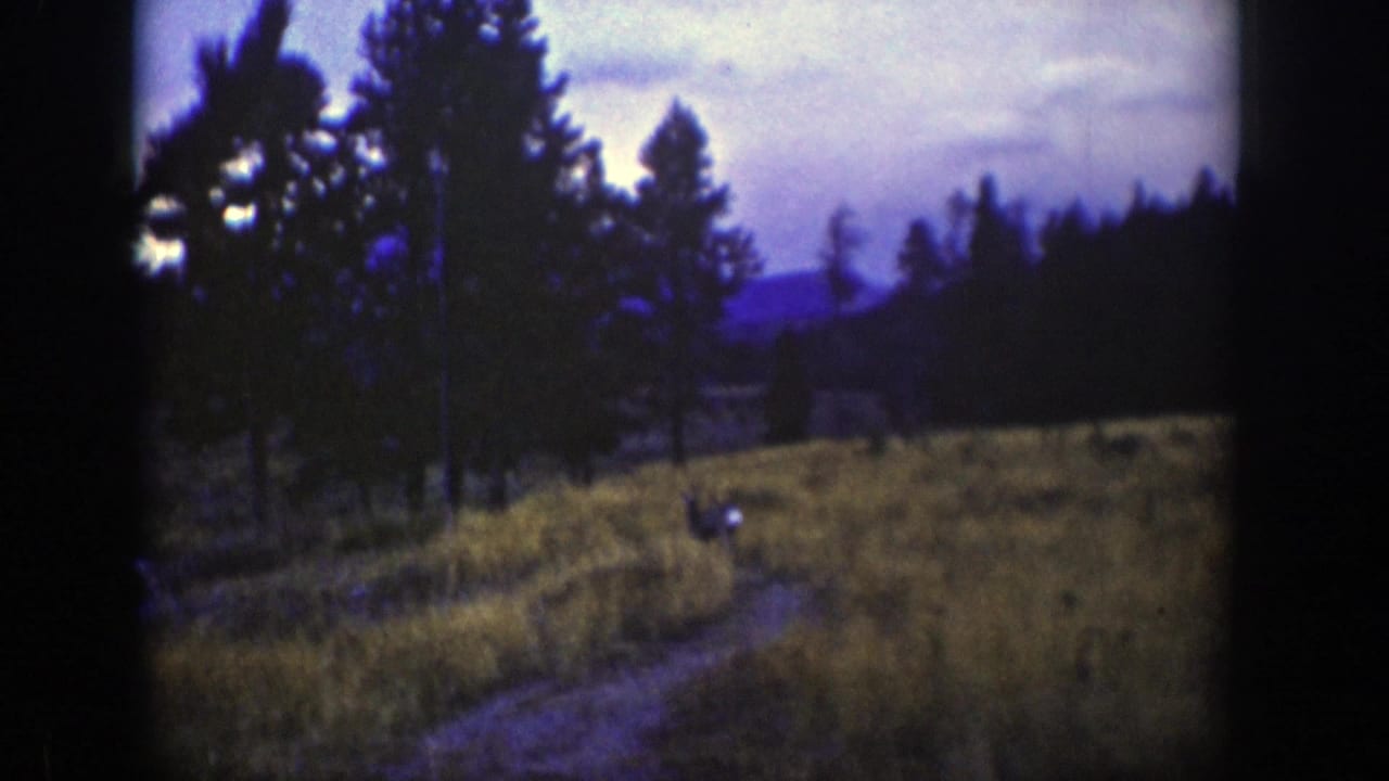 1939 Wyoming 8mm frame showing a small deer in grass beside a curving path, with pine trees and dark hills beyond.