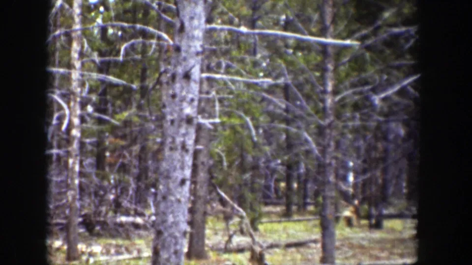 The clip cuts to a wooded area with pale tree trunks, branches, and filtered light, likely from the same Wyoming home-movie reel.