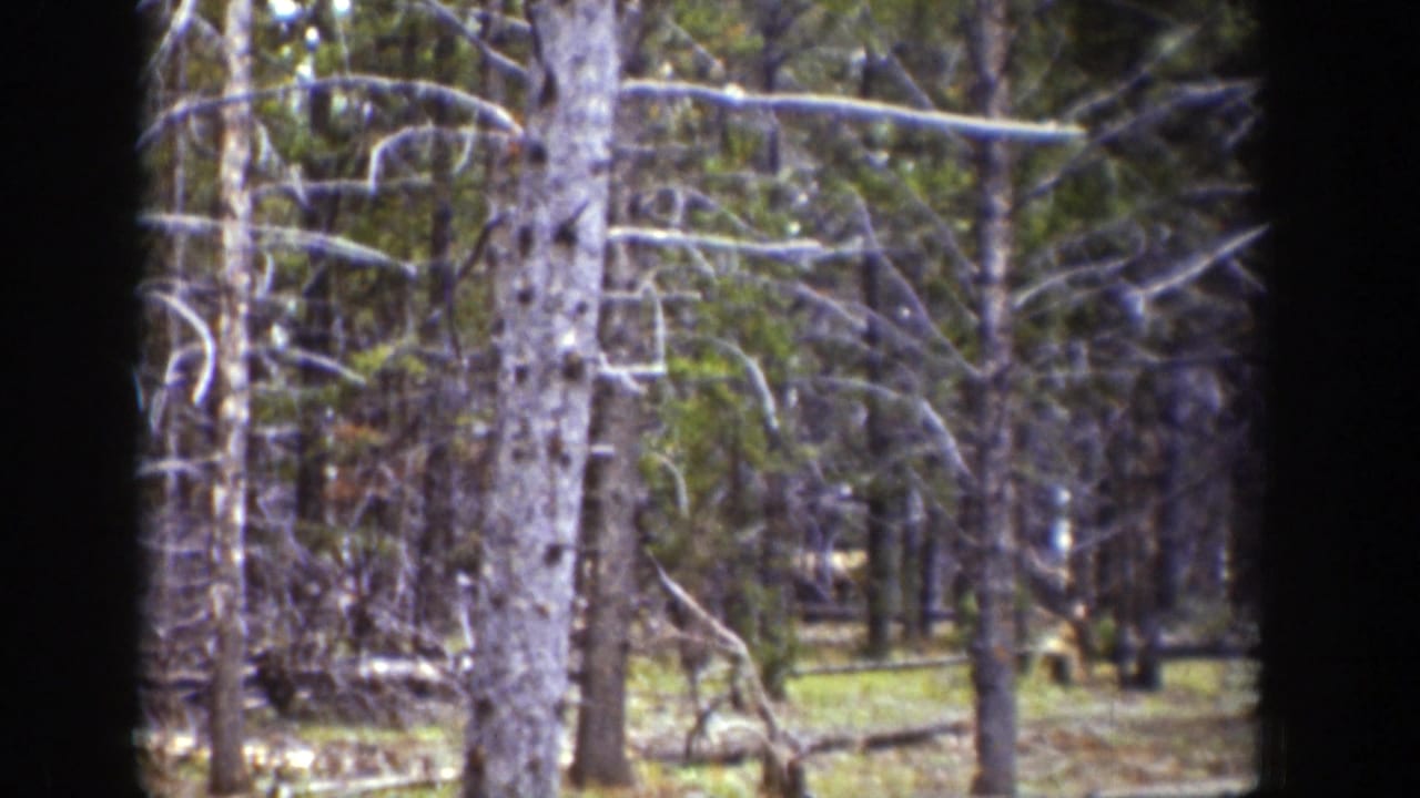 1939 Wyoming 8mm frame showing tall pine trees, bare branches, and dappled light across a quiet forest floor.