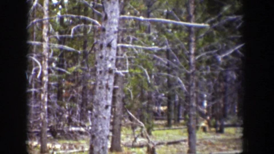 1939 Wyoming 8mm frame showing tall pine trees, bare branches, and dappled light across a quiet forest floor.