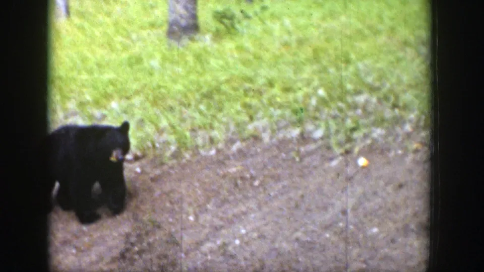 1939 Wyoming 8mm frame showing a black bear moving along a dirt path at the edge of a grassy forest clearing.