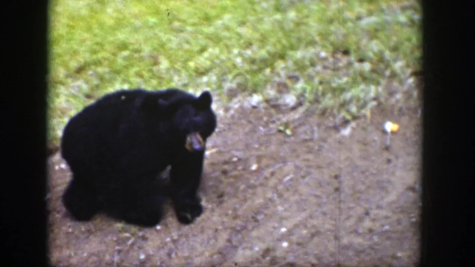 1939 Wyoming 8mm frame showing a black bear paused or turning on a dirt path near green grass in a wooded outdoor area.