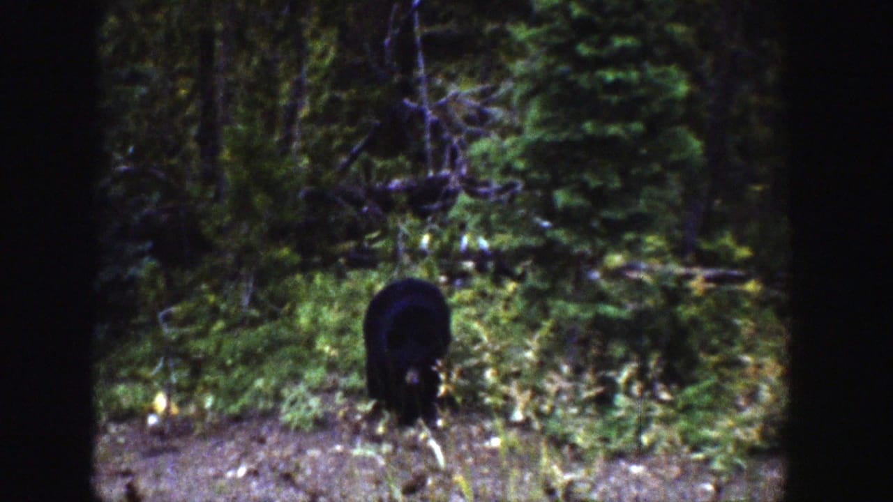 Black bear cub seen from behind in a wooded clearing with low plants and trees.