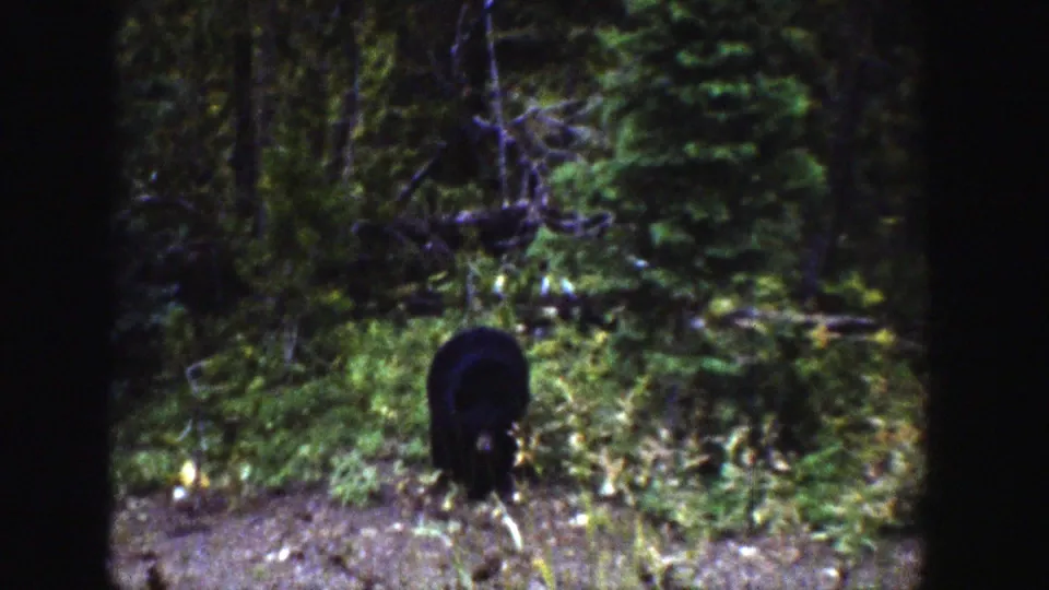 1939 Wyoming 8mm frame of a black bear cub facing away while foraging near brush in a forest clearing.