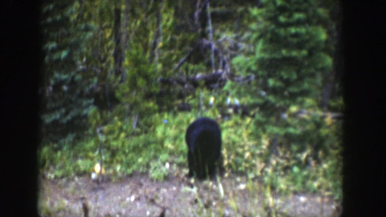 The bear cub remains in the Wyoming forest clearing, facing away amid shrubs, trees, and mottled light.
