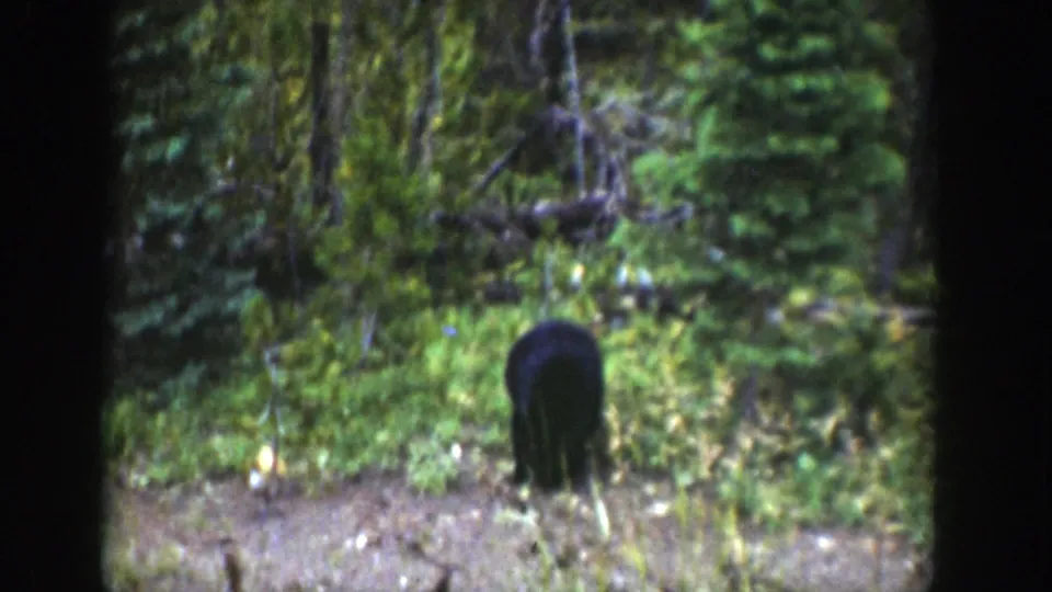 The bear cub remains in the Wyoming forest clearing, facing away amid shrubs, trees, and mottled light.