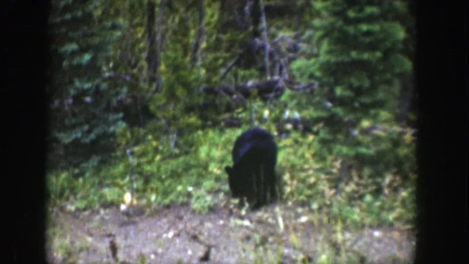 A 1939 Wyoming home-movie frame shows the cub bending toward low vegetation in a sun-dappled clearing.