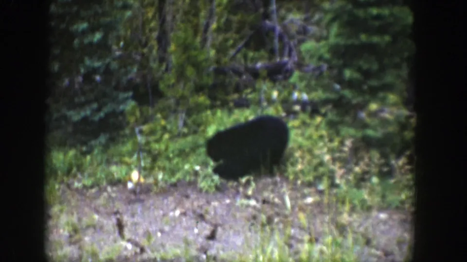 The cub appears in partial side view in the Wyoming forest clearing, close to shrubs and fallen branches.