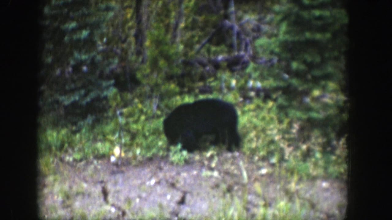 Young dark bear sniffing near the ground in a green forest clearing.