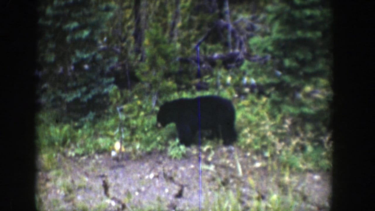 Young bear in a Wyoming forest, seen in a soft 8mm frame as it pauses with its head down near low plants.