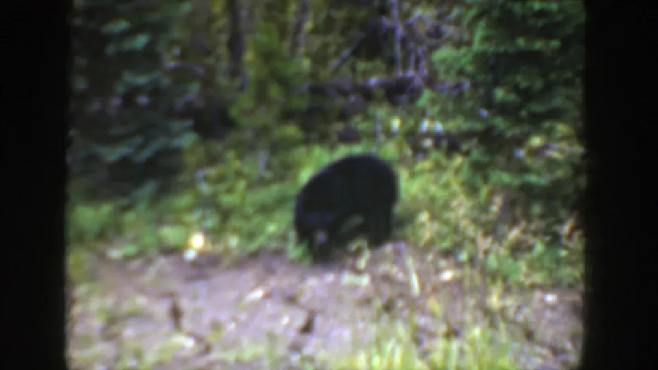 Young dark bear bends low in a green Wyoming forest scene, recorded with soft focus and visible 8mm film texture.
