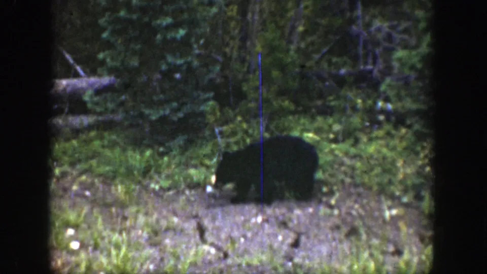 Young bear remains low to the ground in 1939 Wyoming forest footage, with a fallen branch and dense greenery behind it.