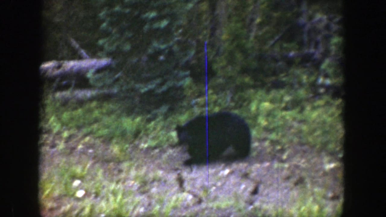 Black bear foraging near a forest clearing with green undergrowth.