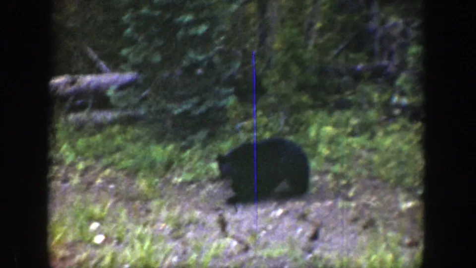 In Wyoming 1939 home-movie footage, a black bear appears in a wooded clearing beside grass and low vegetation.