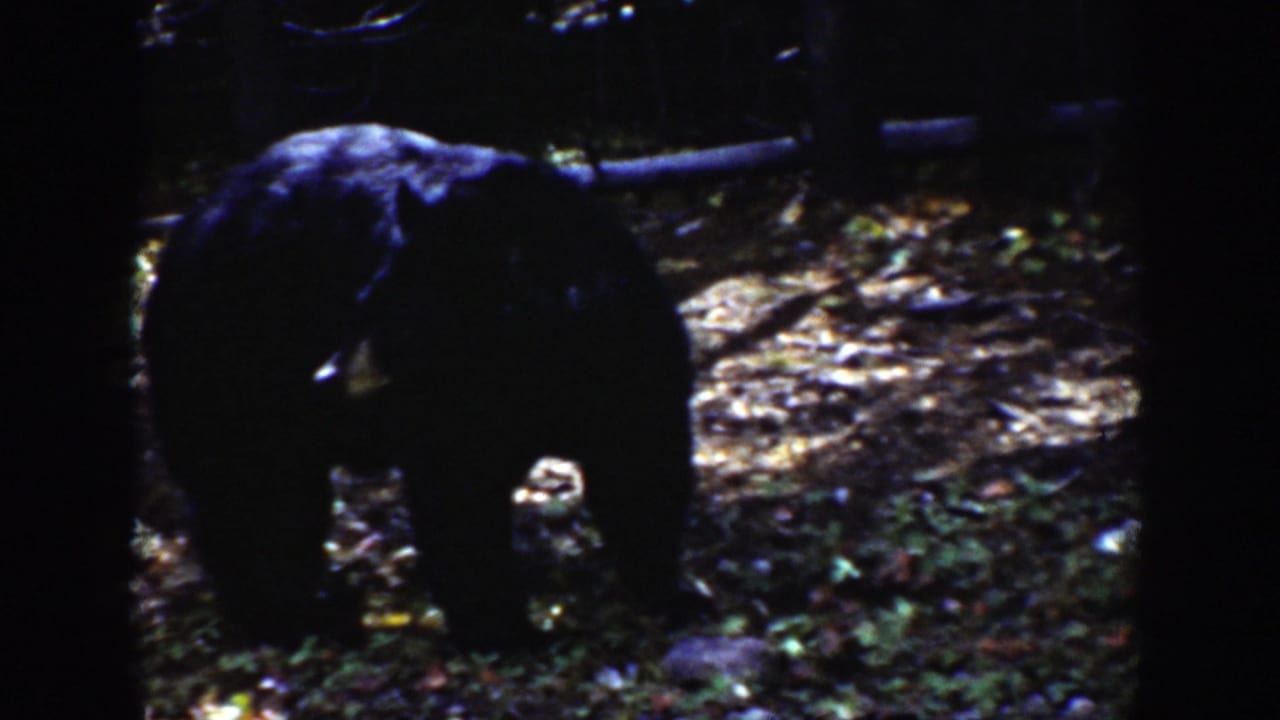 A black bear appears in a shaded Wyoming forest, moving through leaves and trees in 1939 8mm footage.