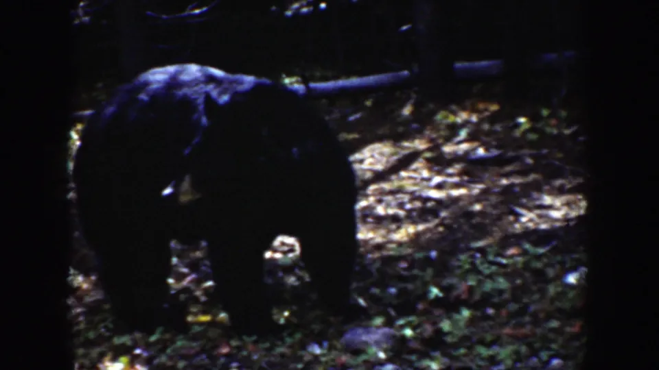 A black bear appears in a shaded Wyoming forest, moving through leaves and trees in 1939 8mm footage.
