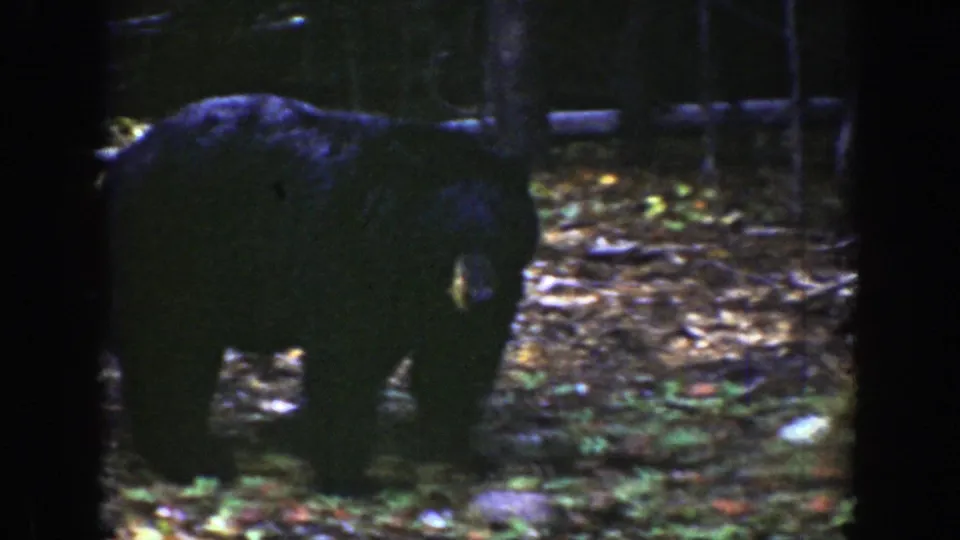 The bear is partly silhouetted while foraging or walking across a wooded Wyoming setting in vintage 8mm footage.